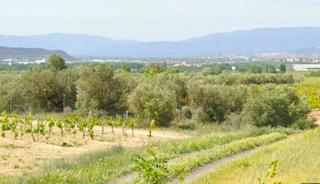 Finca rústica a Viana