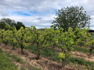 Finca rústica a Alberite. Finca cerca del pueblo