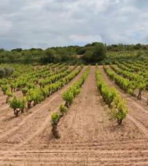 Finca rústica a Clavijo. Viña