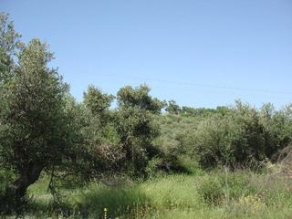 Fondo rustico in Villamediana de Iregua. Finca rústica - villamediana de iregua ()