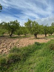 Finca rústica a Bergasa. Finca con almendros