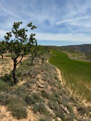 Finca rústica a Cervera del Río Alhama. Finca con almendros