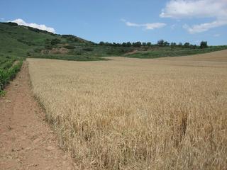 Fondo rustico in Villamediana de Iregua. Finca rústica - villamediana de iregua ()