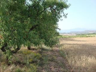 Finca rústica a Alberite. Finca rústica - alberite ()