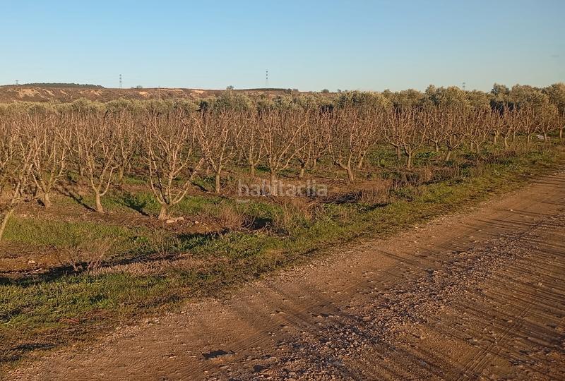 Foto 2dbcae2d-c3f2-44a6-9652-ba49d1b29a61. Finca rústica a Mendavia