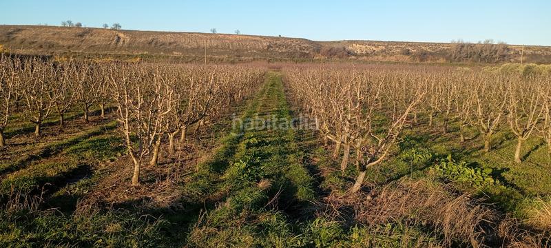 Foto ac8b50a1-2adb-467b-9d84-11fd5681e85c. Finca rústica a Mendavia