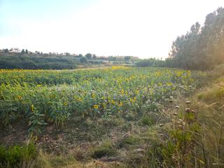 Fondo rustico in Villamediana de Iregua. Finca de regadío