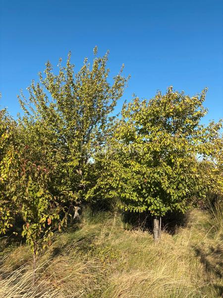 Foto c6364e0e-efe9-4bdc-a5f9-dfe60c0f3960. Landgut in Villamediana de Iregua