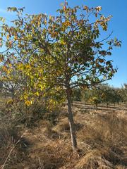 Fondo rustico in Alberite. Finca nogales