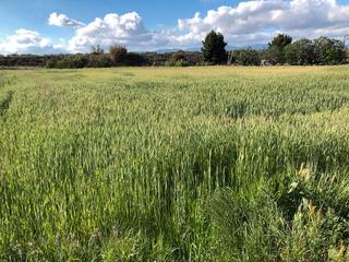 Finca rústica en Navarrete. Finca de regadío