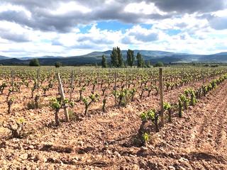 Finca rústica en Navarrete. Viña en navarrete