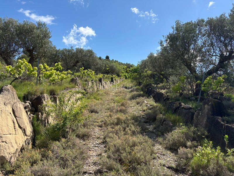 Foto 5be403f1-5e2a-4d2c-9757-d95d707e4ead. Finca rústica a Cenicero