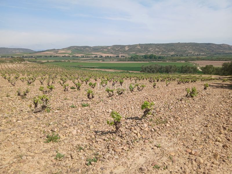 Foto b0a55744-e25e-44bb-abd6-8fe9d2cd3c36. Finca rústica a Ausejo
