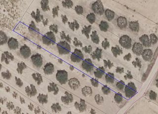 Rural plot in Clavijo. Olivos