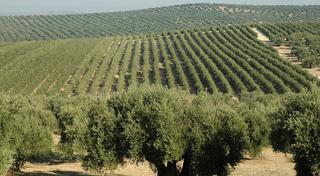 Propriété à Onda. Terreno de olivos en plena producción