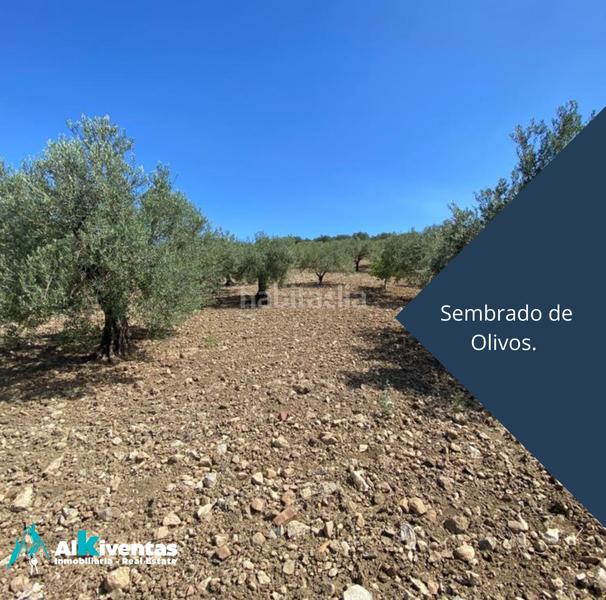 Foto 4657d60b-e1fd-4d76-b29d-da184075b8d7. Wohngrundstück in Casarabonela