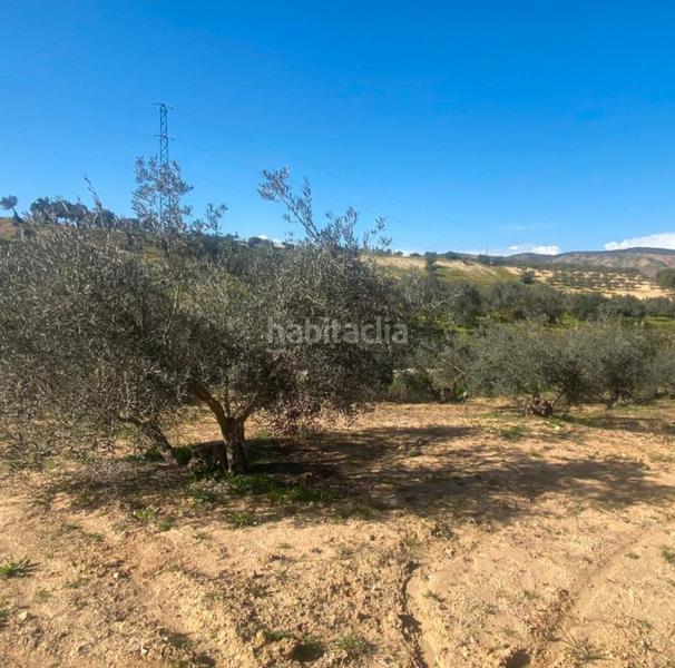 Foto 2a3d9792-b9db-4a0d-ac4f-f04fe973ef91. Fondo rustico in Centro Alhaurín el Grande