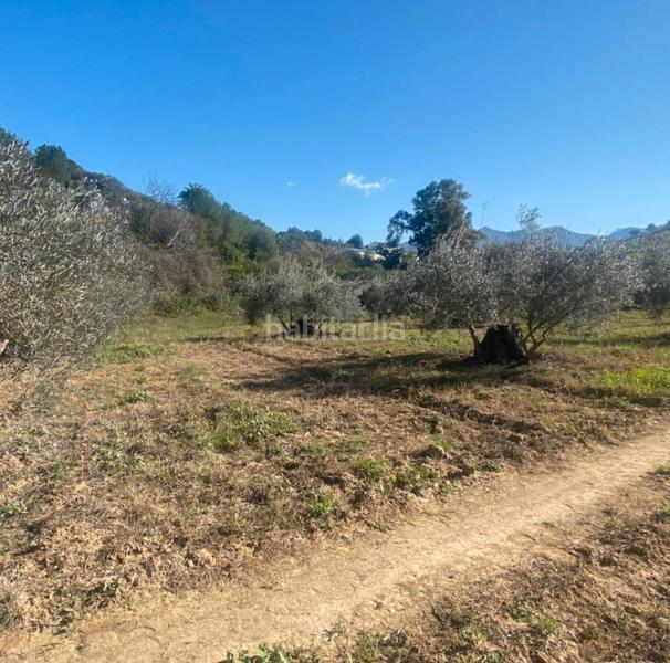 Foto 2ca528f7-388e-4beb-82ca-a0d54ffb0919. Fondo rustico in Centro Alhaurín el Grande