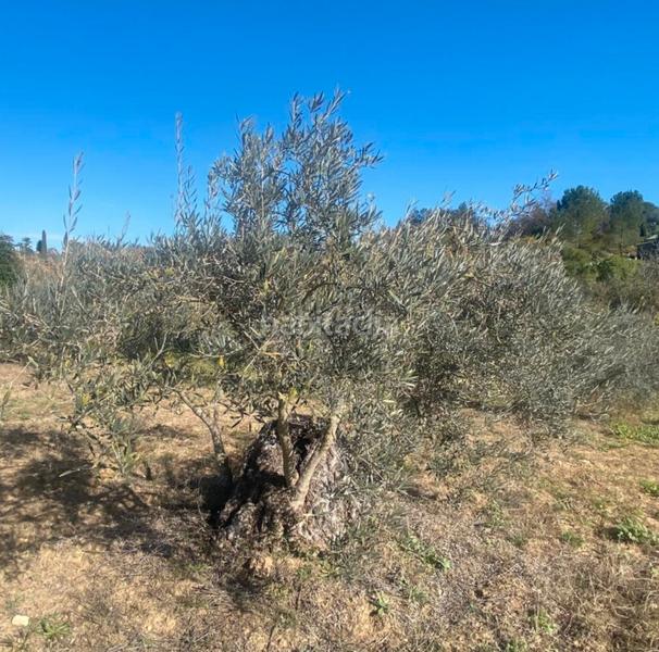 Foto 8b360b59-f42a-4d19-97db-96c5eb8e7003. Fondo rustico in Centro Alhaurín el Grande