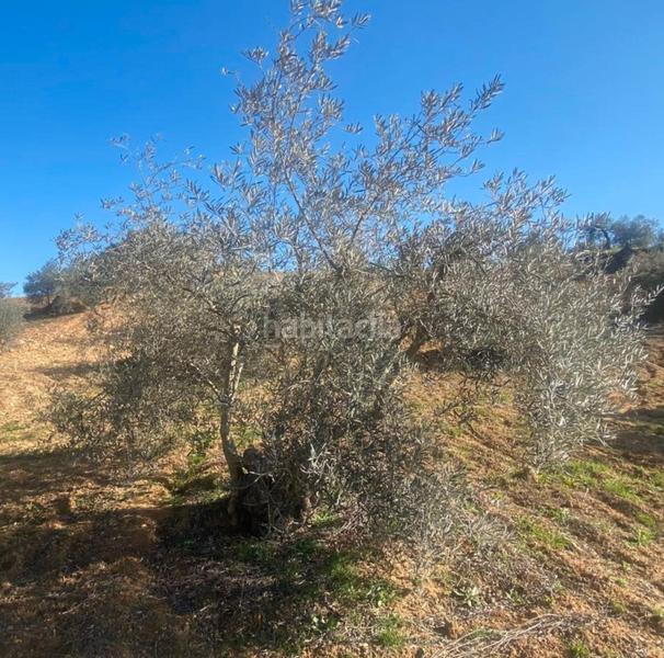Foto c450a903-84ff-4827-8ff5-37f6027003c8. Fondo rustico in Centro Alhaurín el Grande