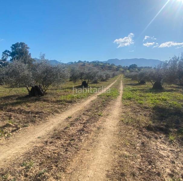 Foto fdb8ab60-65c0-4dab-8c51-19cc4a469ecc. Fondo rustico in Centro Alhaurín el Grande