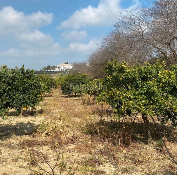 Foto 664442ee-4196-4da7-a25d-1f36b0a29d6d. Finca rústica a Cártama