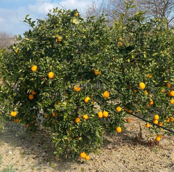 Foto 843e927f-1bb3-4075-a094-9e39bb9b6a5f. Finca rústica a Cártama