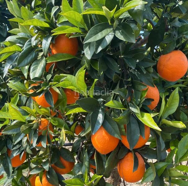 Foto 976e303f-4c99-443f-bad7-dff5351e0253. Finca rústica a Cártama