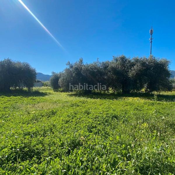 Foto 01fea7d8-df04-46b3-9010-04318cdb2555. Fondo rustico in Alquería-Torrealquería Alhaurín de la Torre