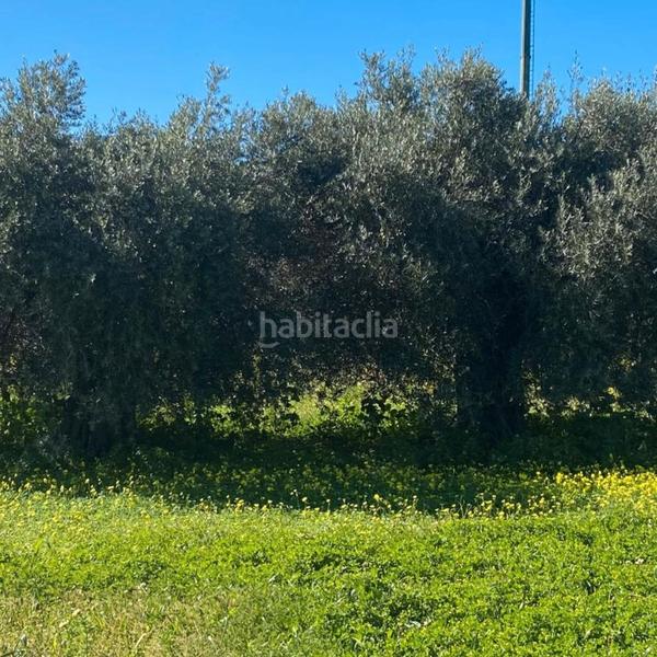 Foto aa56b27b-4843-41e8-a8cb-4434e5c4d387. Fondo rustico in Alquería-Torrealquería Alhaurín de la Torre