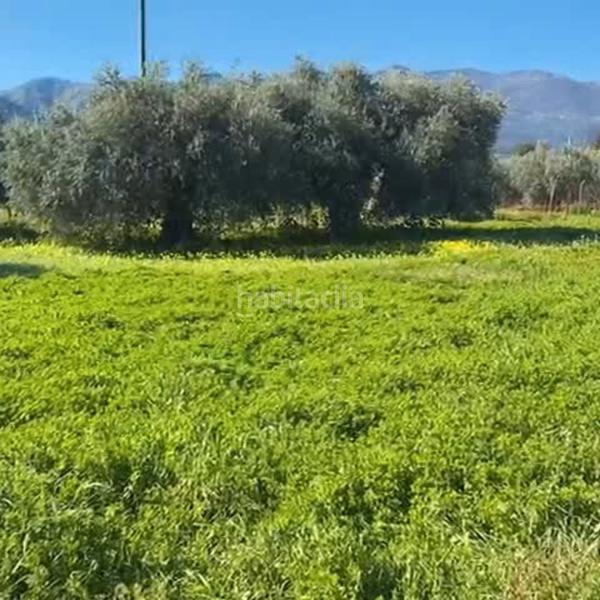 Foto f128fb18-ae82-4590-af99-19c45d969e25. Fondo rustico in Alquería-Torrealquería Alhaurín de la Torre