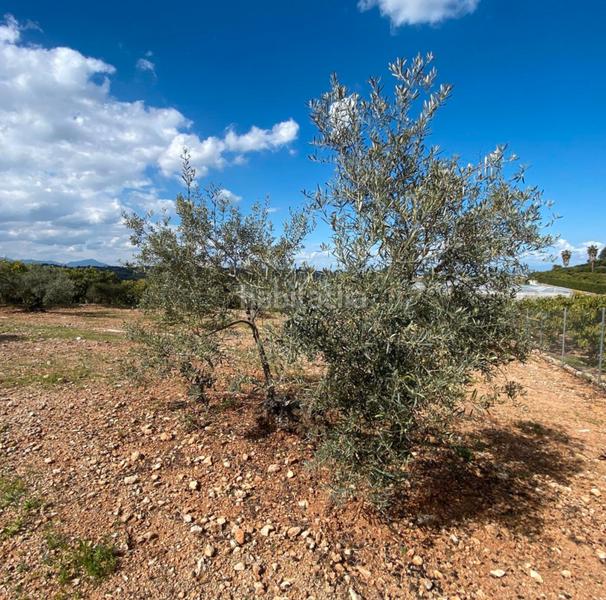 Foto 168959f8-0f3a-4aeb-9cd5-dc0b46d19696. Landgut in Centro Alhaurín el Grande