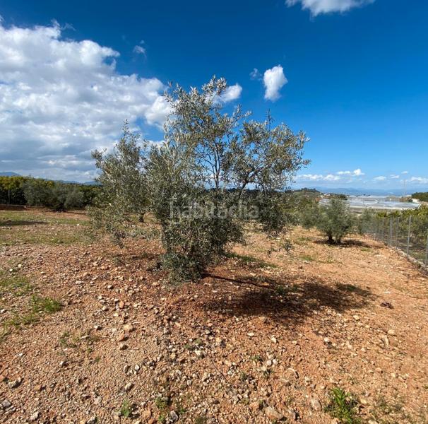 Foto 46c0b1d0-1715-48d2-8ab5-bdf96869891d. Landgut in Centro Alhaurín el Grande