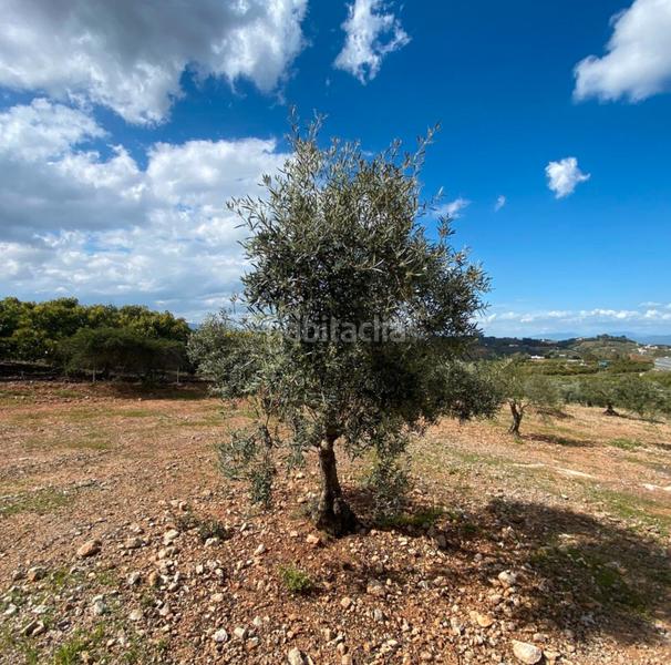 Foto 54a414ba-05d1-43e9-9618-2fe971531ca1. Landgut in Centro Alhaurín el Grande