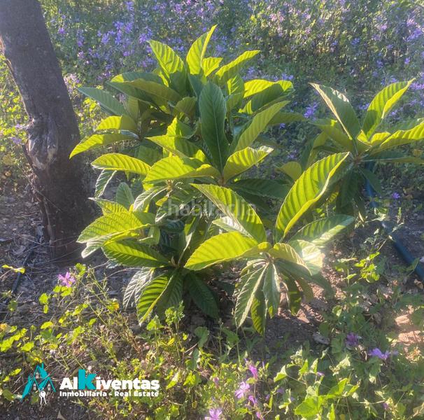 Foto d39dd109-2eb2-4223-80b7-5b3dec2ad85c. Propriété dans Pizarra