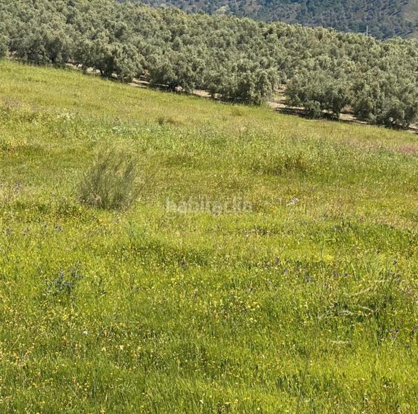 Foto 317cfec3-bc58-467f-94df-aef0bc2d0e58. Propriété dans Casarabonela