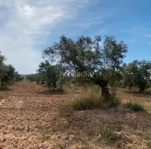 Foto 07dc981b-10eb-4595-94b6-befbd463d029. Finca rústica ref r163 venta terreno rustico de secano en cordoba en Lucena