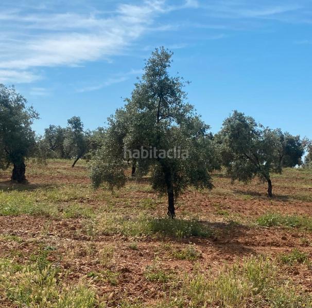 Foto 19db3c88-4b50-4600-b498-0bbb580aed7c. Finca rústica ref r163 venta terreno rustico de secano en cordoba en Lucena