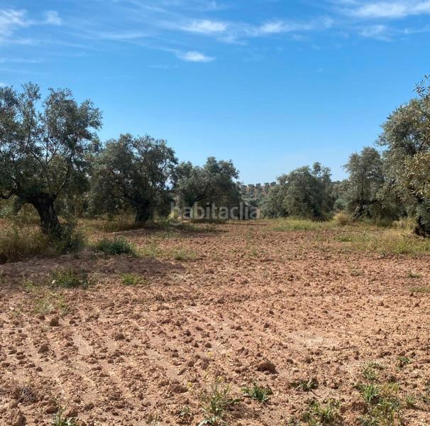 Foto 2288df09-01e2-4ef1-a61b-d9a6b3eb8e10. Finca rústica ref r163 venta terreno rustico de secano en cordoba en Lucena