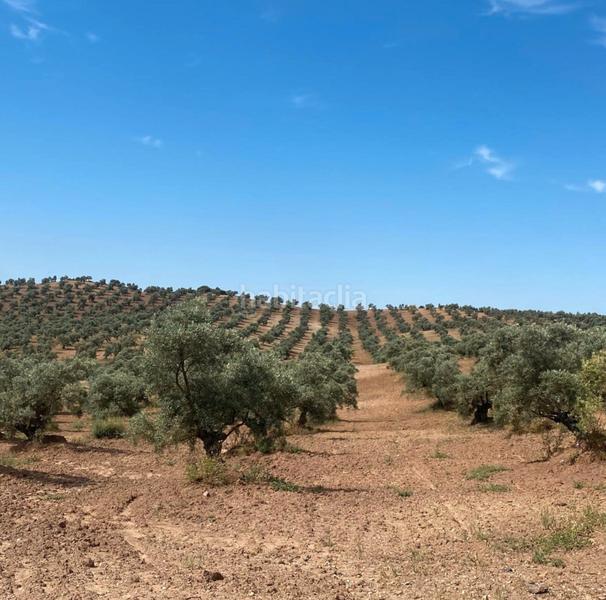 Foto 3bc39232-4c9c-4861-be1c-2519ca6bd75a. Finca rústica ref r163 venta terreno rustico de secano en cordoba en Lucena