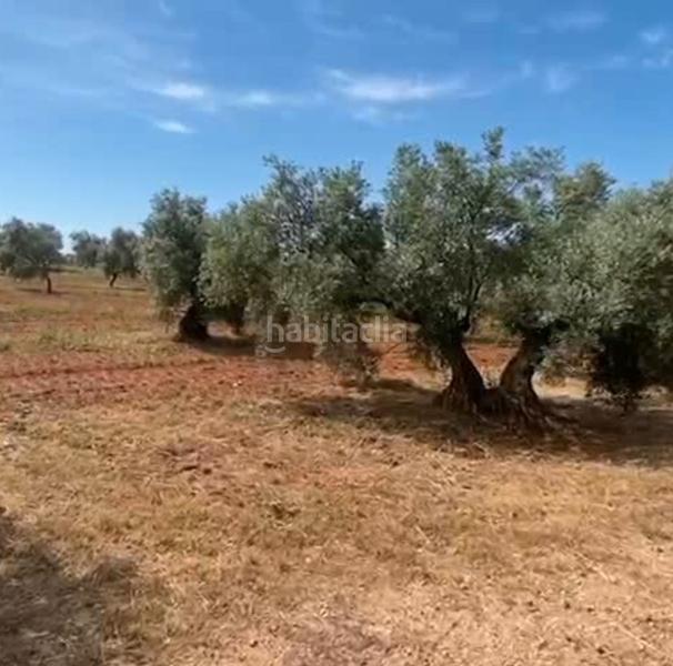 Foto 3c8f0bb0-90eb-4bbc-b163-dd0c909be2c9. Finca rústica ref r163 venta terreno rustico de secano en cordoba en Lucena