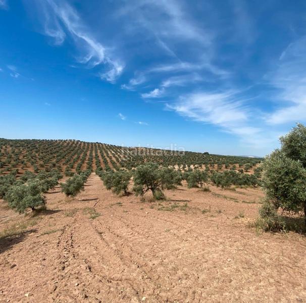 Foto b2503e53-62f6-4056-86d3-64d9e766bc1a. Finca rústica ref r163 venta terreno rustico de secano en cordoba en Lucena