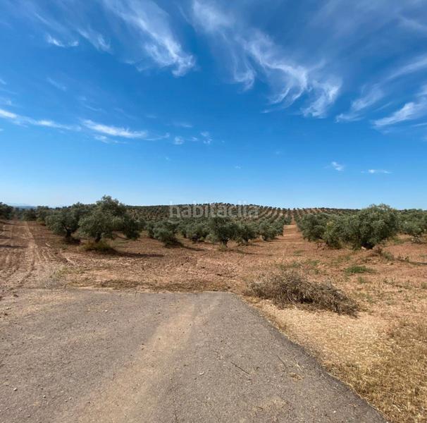 Foto b60c8933-6c09-4ce4-bf9f-723f611b63c9. Finca rústica ref r163 venta terreno rustico de secano en cordoba en Lucena