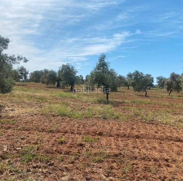 Foto ee8faf49-cfd0-47fa-8403-cd75e0ff85ba. Finca rústica ref r163 venta terreno rustico de secano en cordoba en Lucena
