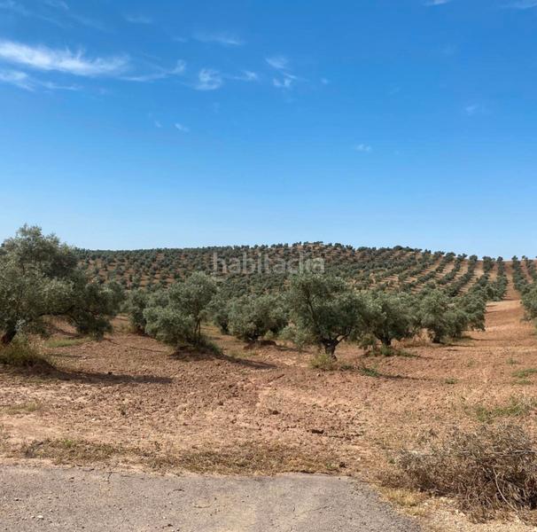 Foto ff39728d-dd91-40ab-8a57-915a27b083e6. Finca rústica ref r163 venta terreno rustico de secano en cordoba en Lucena