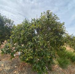 Finca rústica a Centro. Ref a176 venta de terreno rustico en alhaurin el grande