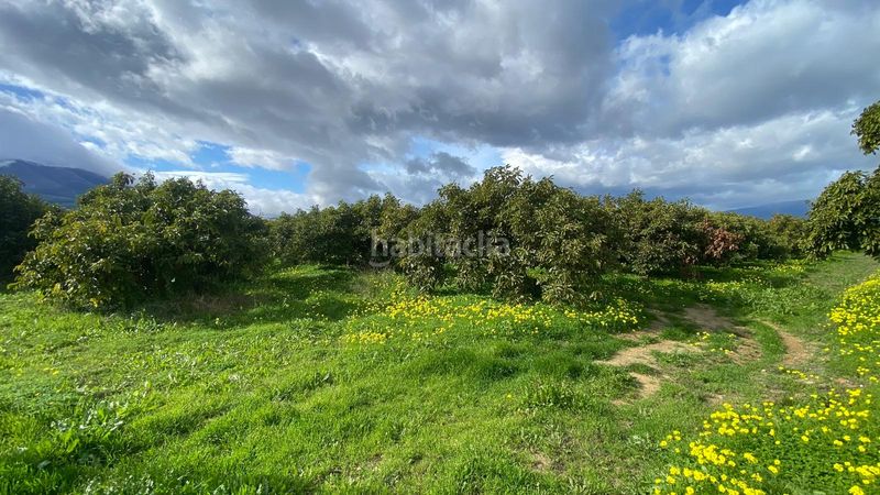 Foto 009127f6-128f-4381-9585-f6ffa004e1ab. Finca rústica a Alquería-Torrealquería Alhaurín de la Torre
