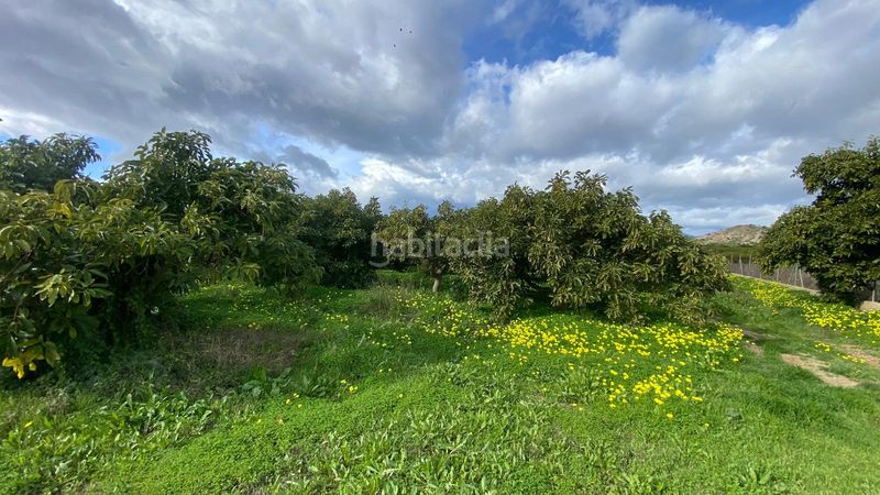 Foto 81b83ca7-1c76-4aad-bb91-ac14883e62a6. Finca rústica a Alquería-Torrealquería Alhaurín de la Torre