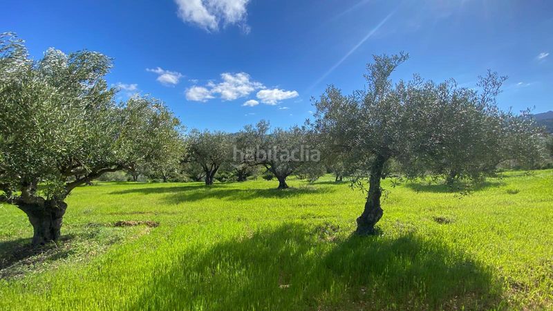 Foto 01137fae-f1f5-4062-919a-7e61cb821338. Finca rústica a Alquería-Torrealquería Alhaurín de la Torre