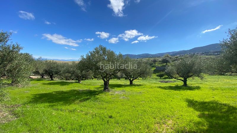 Foto 253549d5-5091-45fc-aee7-706fb8ccf3bc. Finca rústica a Alquería-Torrealquería Alhaurín de la Torre
